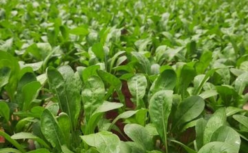 Crescimento do mercado de produtos frescos impulsiona cultivo hidropônico de rúcula